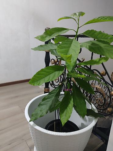 avocado косметика: Авокадо (Persea americana) в горшке - Домашний саженец авокадо с — 2
