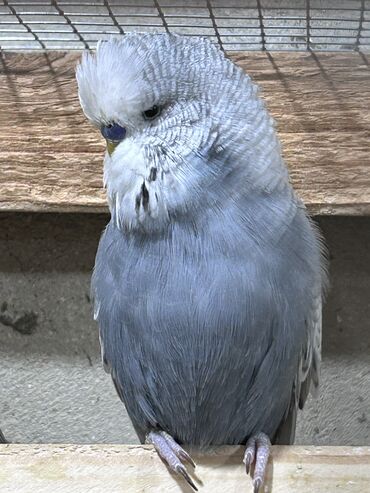 Tutuquşları: Təmiz qan ayağı üzüqlü qəydiyatlı altı balalı çexler cütlükler — 4