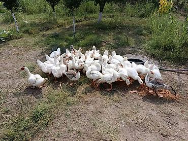 damazlıq heyvanların satışı: 3 aylıq qazlar satışa çıxrıldı, ətlik sortlardihamisi xususi yemleme — 1