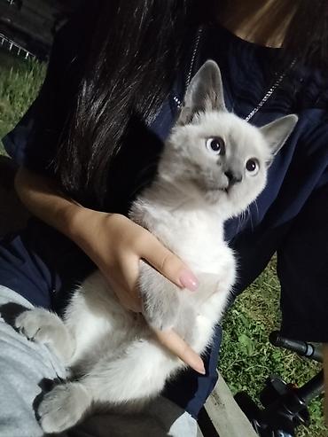коты сиамские: Кошка даром: Сиамская, 6 месяцев, Мальчик, Приучена к лотку — 6