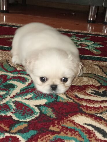 İtlər: Pekines, 1 ay, Erkek — 6