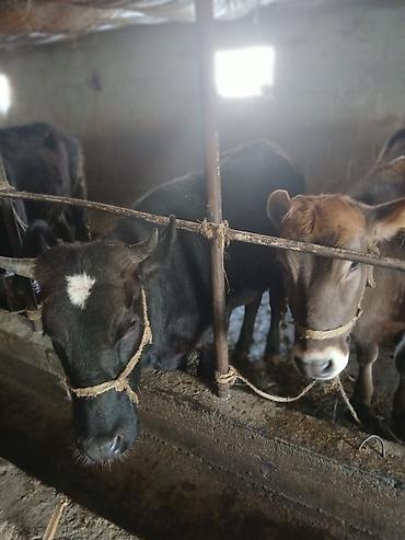 Коровы, быки: Продаю | Тёлка | На забой | Привязанные — 7