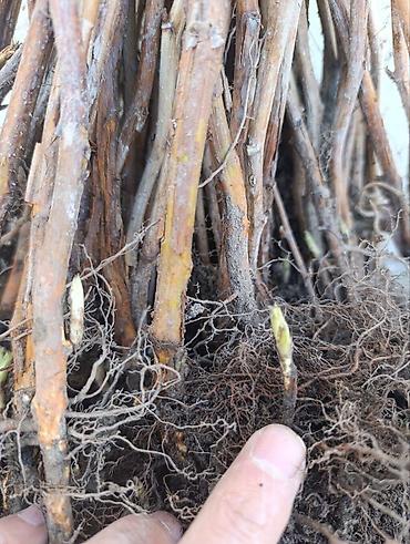 Tayberry saplings & cuttings: 🌿 Полана жана Полька 🌿( Оригинал сорт ) мөмөсу 🍇 Чон чон одборный — 11