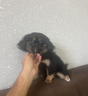i̇sm: Pekines, 3 ay, Dişi, Peyvəndli, Pulsuz çatdırılma — 6