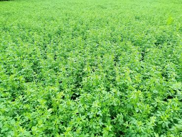 куплю кукурузу в початках: Продам клевер тюках