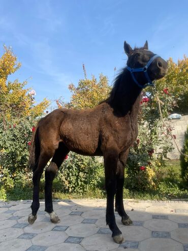 нашли кошку: Сатам | Байтал