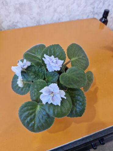 Герани и пеларгонии: Комнатные цветы at lalafo.kg — 3 Герани и пеларгонии: Комнатные цветы — 3