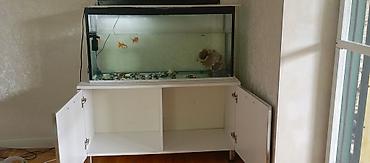 akvarum matoru: Akvarium və şkaf dəsti Akvarium: - Ölçülər: uzunluq 1 metr, hündürlük — 3