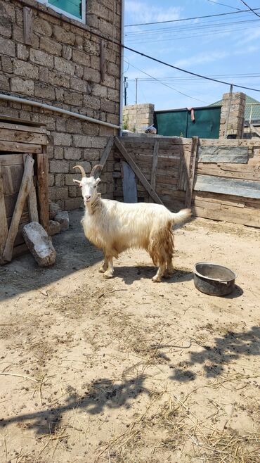 südlük keci: Dişi, Hələb, Zanen, il: 1, 35 kq, Damazlıq, Südlük, Ətlik, Ünvandan götürmə