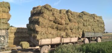 тюки прес: Сено, тюки, клевер Продаю тюки 1кос 2 кос Тюки отменные