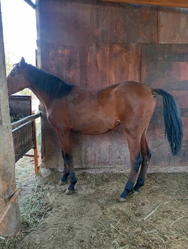 эркек ит: Сатам | Тай | Англиялык | Ат спорту