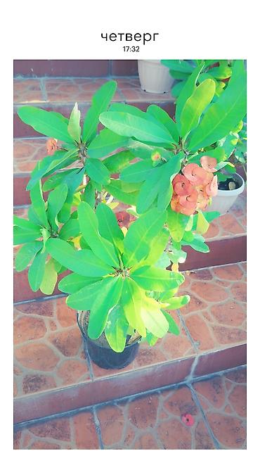 Бөлмө өсүмдүктөрү: Эуфорбия Милия (Euphorbia milii, «Корона Христа») в горшках. - — 4