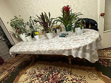 Столы: Стол для зала, Б/у, Складная, Овальная — 1