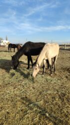 объявления о найденных собаках: Продаю | Конь (самец) at lalafo.kg объявления о найденных собаках: Продаю | Конь (самец)