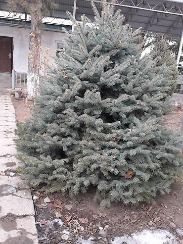 Другие декоративные деревья: Все за 20тыс голубые клипрост высокие хорошие пышные, не болеют — 18