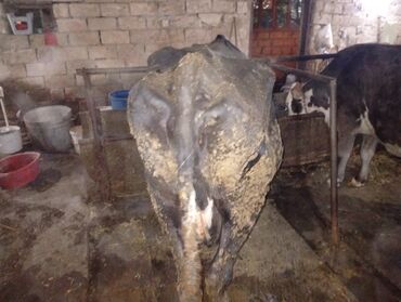 Inəklər, öküzlər: Salam gördüyünüz ineyler satılır boğaz balı super heyvanlardi — 11