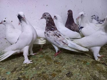 Göyərçinlər: Salam Aleykum qardaşlar 40 dene quşdu içində super uçan Quşlar var — 6