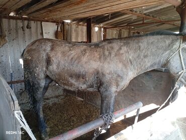 добрый корова: Сатам | Бээ (ургаачы) | Жумушка