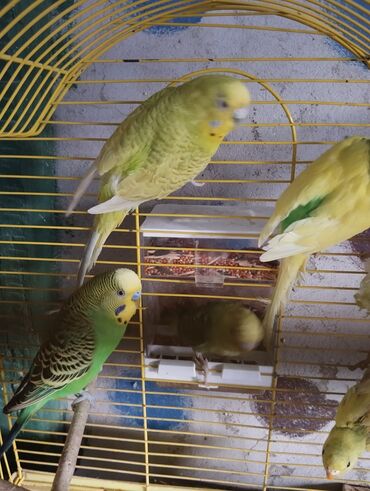 Tutuquşları: 13 ededdir aktiv balalardir deneyle 9 manat hamsini alana 8 manatdan — 5