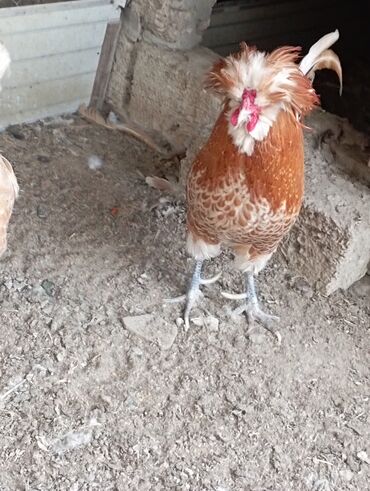 quş yuvaları: Təmiz qan fizan yumurtalari satilir
