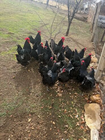 Toyuqlar: Australorp Cəm 23 Heyvandır 19 Toyuq Yumurtlayan 4 Damazlıq Xoruz — 7