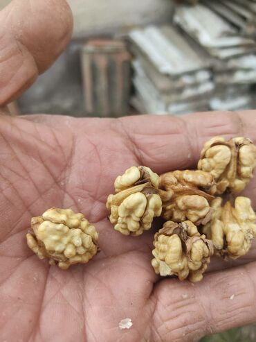 стол с регулировкой высоты бишкек: Грецкий орех, ядро - Отборные ядра светлого и янтарного оттенка