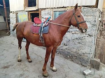 алла тоо: Сатам | Байтал | Аргын — 1