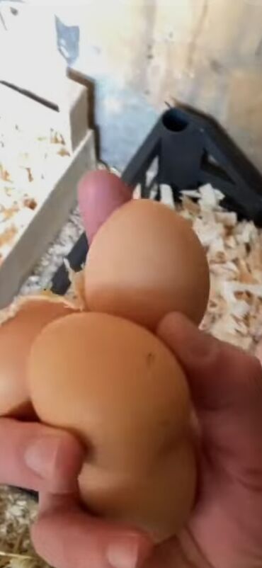 ucuz yumurta: Kənd yumurtası satılır mayalı əlaqə whotsap
