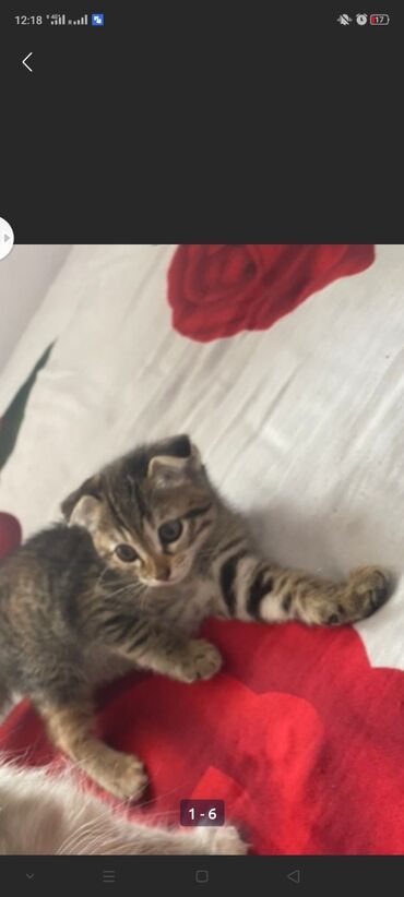сколько стоит сиамский кот: Продаются котята девочка и мальчик британские 😍 игривые ласковые