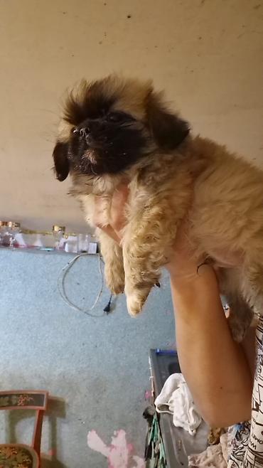 pekines: Pekines, 2 ay, Erkək, Peyvəndli, Ödənişli çatdırılma — 2