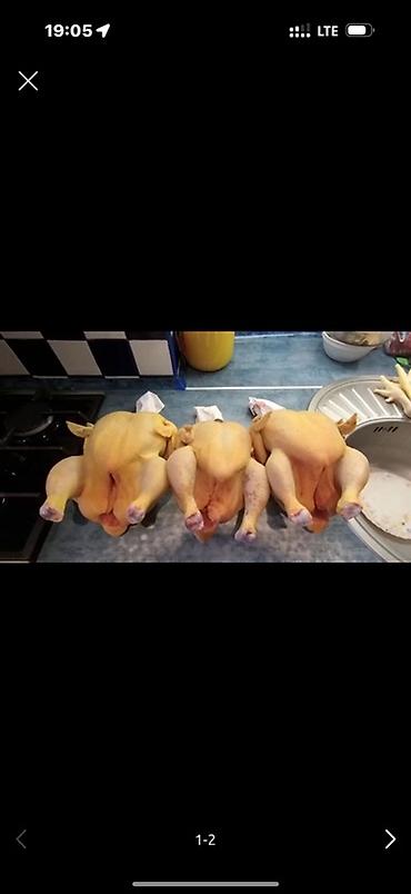 мёд цена: Домашние тушки кур (потрошённые) - Целые тушки кур, ! домашние — 1