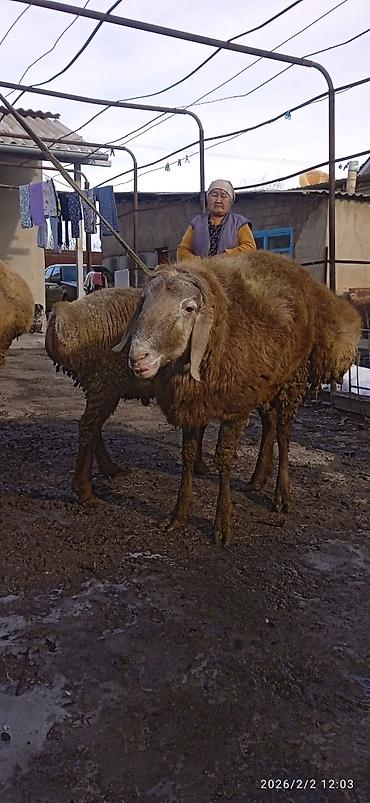 Баран, овца: Продаю | Овца (самка) | Арашан | Для разведения | Племенные — 10