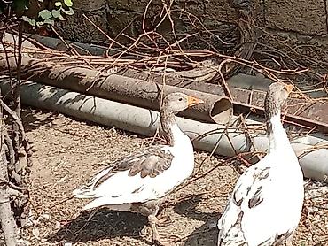 куплю гусей оптом: Salam temiz cinsi col qizi cixti satisa real alcilar else saglasin — 2
