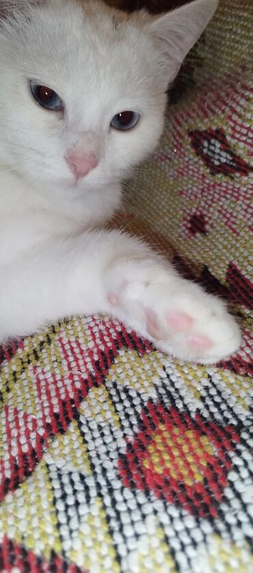 Pişiklər: Dişi, Yaxşı əllərə, Ünvandan götürmə — 11