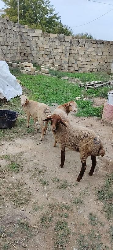 at sudu satisi: 3 ü 720 2 Erkey 1 dişi real alıcıya yol pulu keçərəm saxlamalı quzular — 2