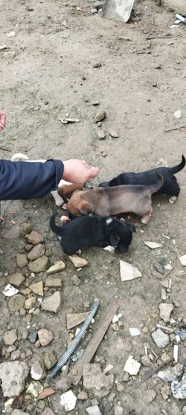 İtlər: Zvanoklar tam sağlam 40 günlük Binəqədidə şir erkek dişi var — 8