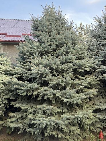 фикус пальма: Ель колючая (голубая ель, Picea pungens ‘Glauca’) — взрослые — 4
