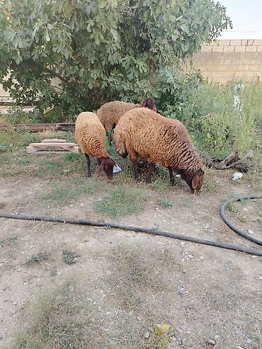 Qoyunlar, qoçlar: Qoyun sürüsü – 3baş - Növ: ehtimalən yerli ətlik/yunlu tip — 2
