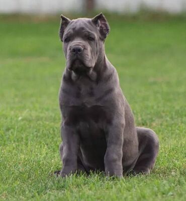 Psi: Ako tražite vernog člana porodice, obratite se nama i postanite — 1