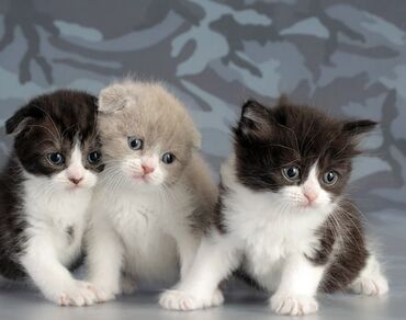 продажа домашних животных: Породистые котята, окрас би-колор и кремовый. На фото — три малышей с