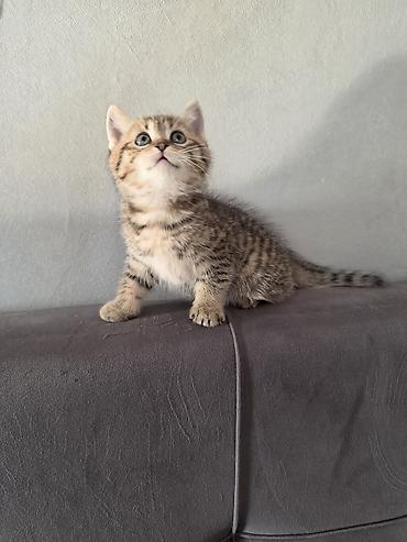 heyvan pişik: Tabbi — 1