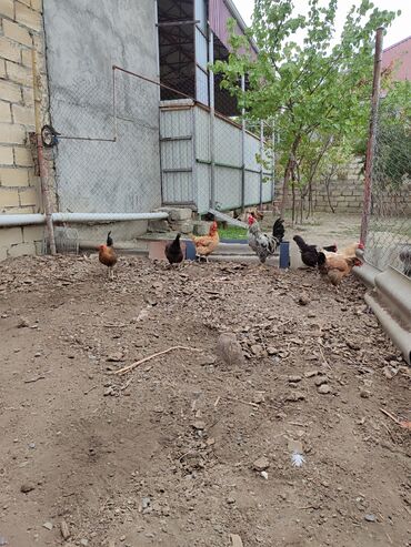 Gəmiricilər: Salam saglam aktif heyvanlardi hecbirprablemləri yoxdur alti toyux bir