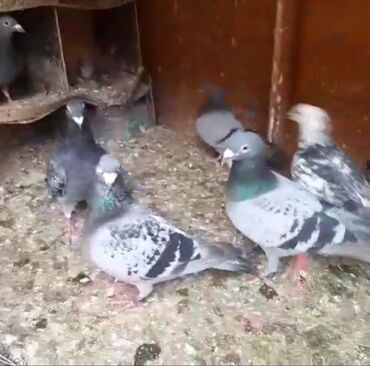 Göyərçinlər: Göyərçinlər
cütü 35 AZN — 5