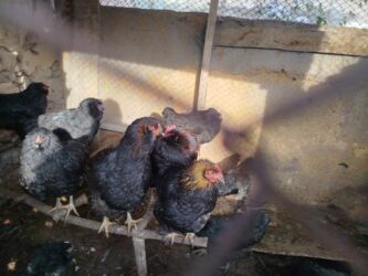 декоративные кролик: Куры домашние 20 шт по 500 с