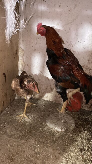 Xoruzlar: Xoruz, Heyratı, il: 1, Ünvandan götürmə lalafo.az -da Xoruzlar: Xoruz, Heyratı, il: 1, Ünvandan götürmə