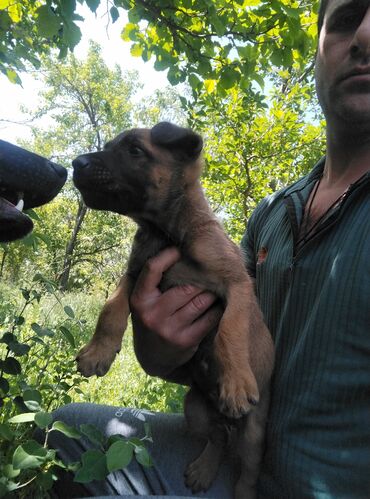 rottweiler iti: Belçika çoban iti, 2 ay, Erkek, Peyvəndli, Pulsuz çatdırılma