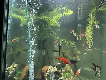 akvar: Akvarium-şkaf, Balıqlarla birlikdə, 150 l, Ünvandan götürmə — 8