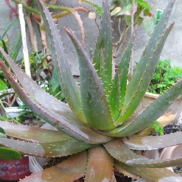 bitki: Aloe Vera Rusiyadan gətirilib