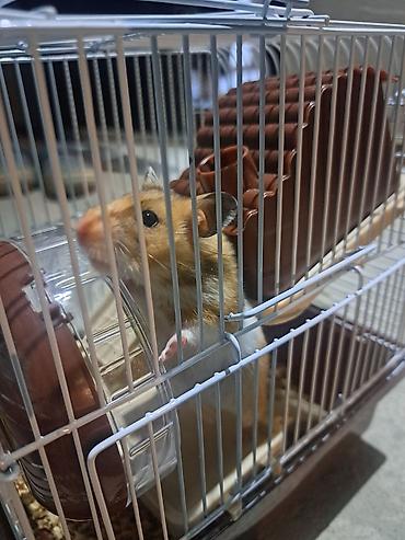 коты бишкек: Хамяк сирийский золотистый плюс клетка — 2