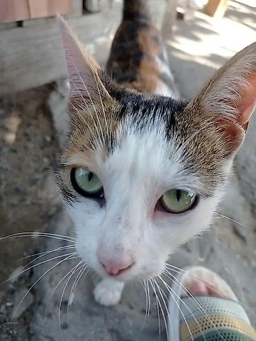 Dişi lalafo.az -da Dişi